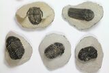 Lot: Assorted Devonian Trilobites - Pieces #119924-2